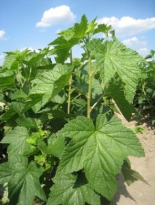 sadzonki porzeczek czarnych